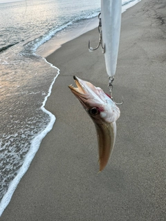 カマスの釣果