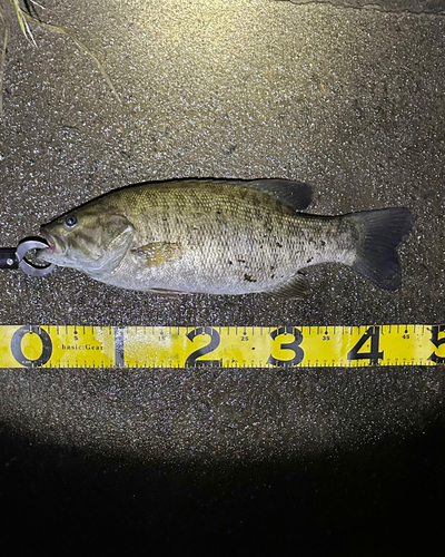 スモールマウスバスの釣果