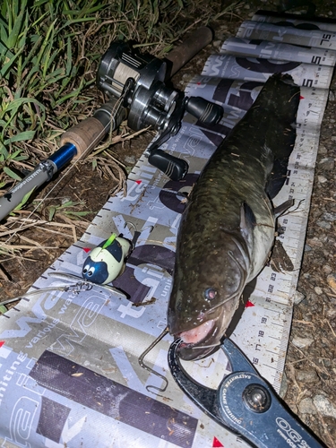 ナマズの釣果