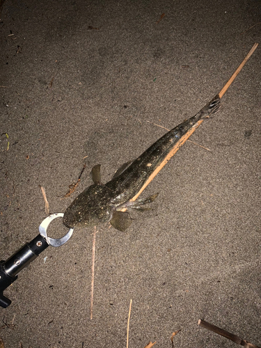 マゴチの釣果