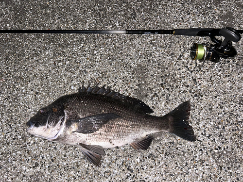 クロダイの釣果