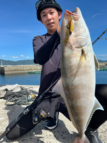 ヒレナガカンパチの釣果