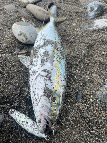 イナダの釣果