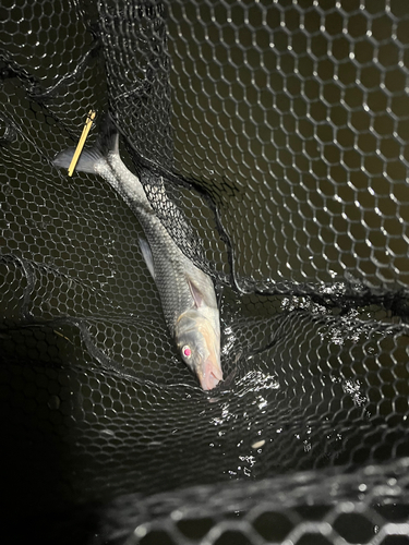 ニゴイの釣果