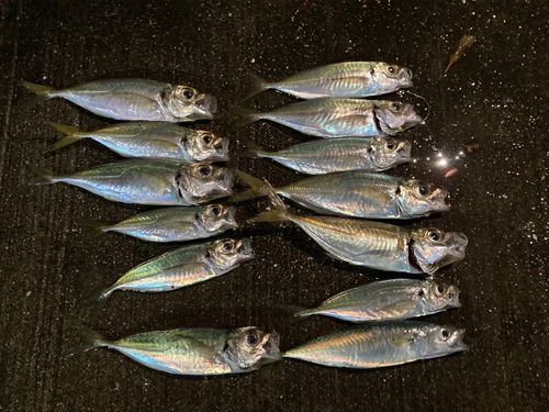 アジの釣果