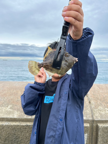 カワハギの釣果