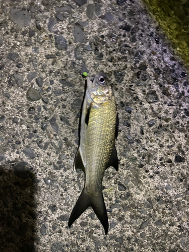 ツバメコノシロの釣果