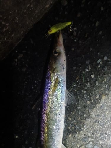 カマスの釣果