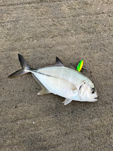 メッキの釣果