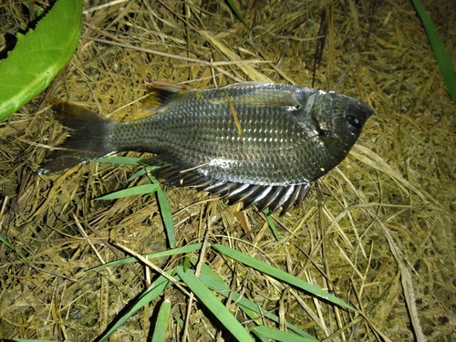 キチヌの釣果