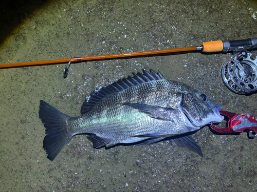 クロダイの釣果