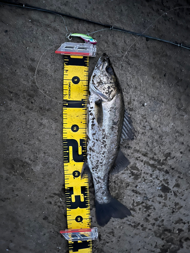 セイゴ（マルスズキ）の釣果