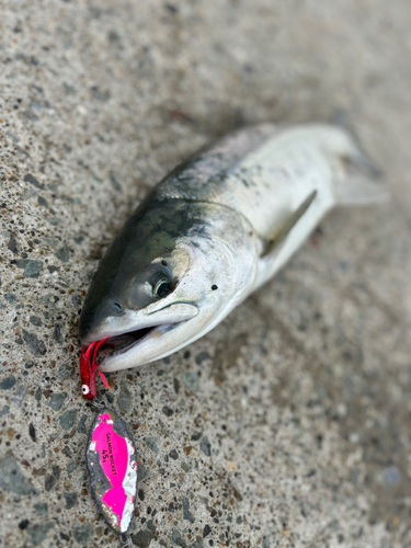 アキアジの釣果