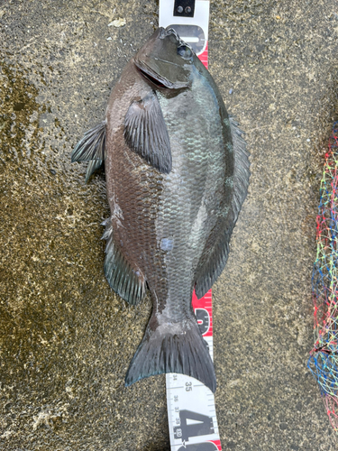 メジナの釣果