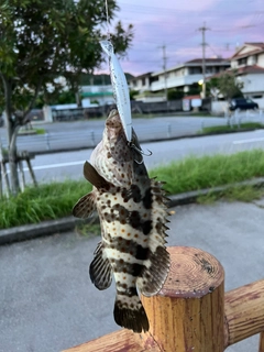 イシミーバイの釣果