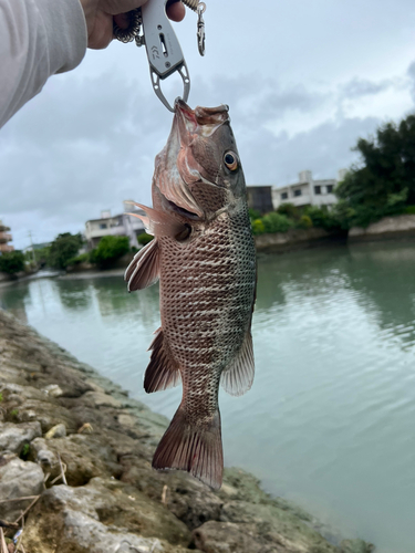 ゴマフエダイの釣果