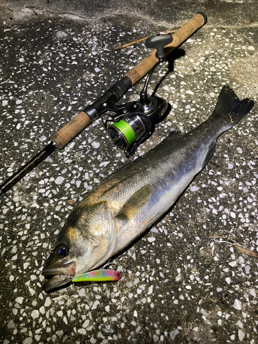 シーバスの釣果