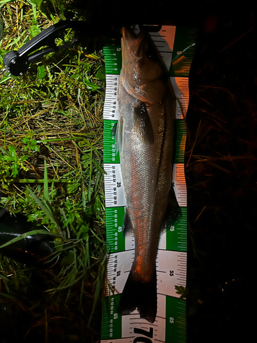 シーバスの釣果