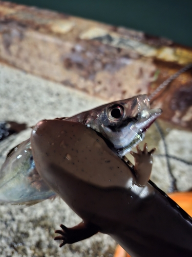 マアジの釣果