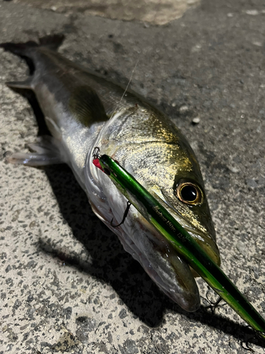 スズキの釣果