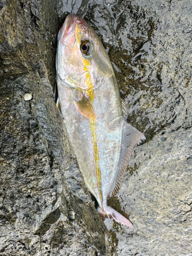 ショゴの釣果