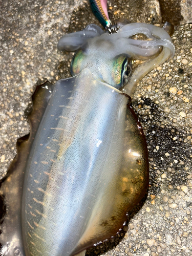 アオリイカの釣果