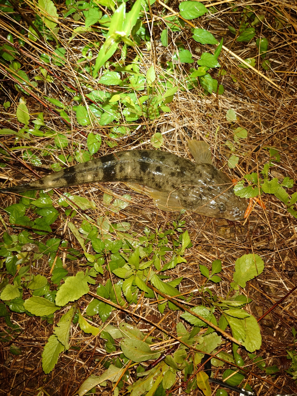 マゴチ