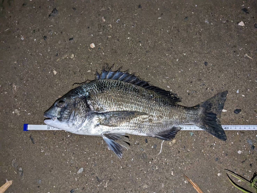 チヌの釣果