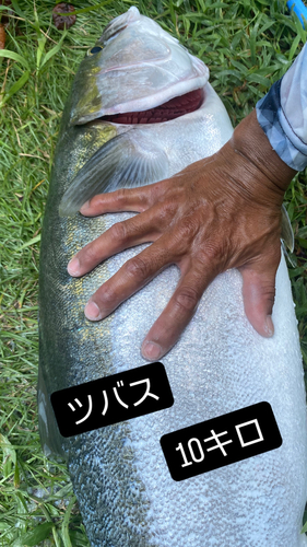 ツバスの釣果