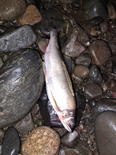 アユの釣果