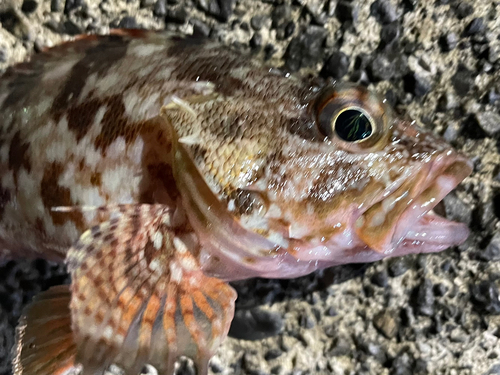 カサゴの釣果