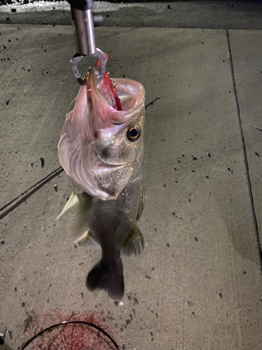 スズキの釣果