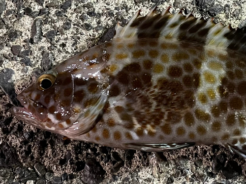 オオモンハタの釣果