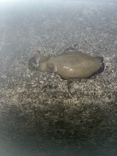 モンゴウイカの釣果