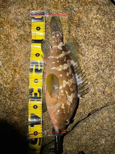 アコウの釣果