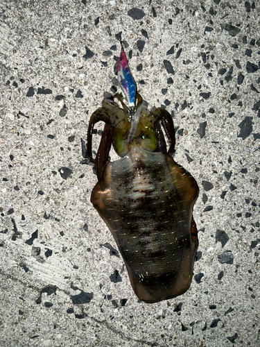 モイカの釣果