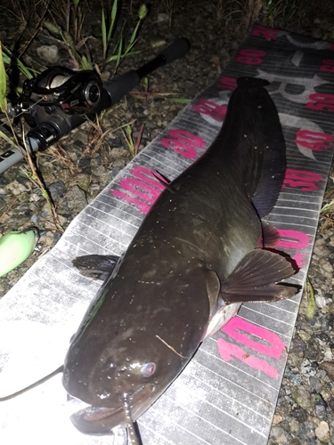 ナマズの釣果