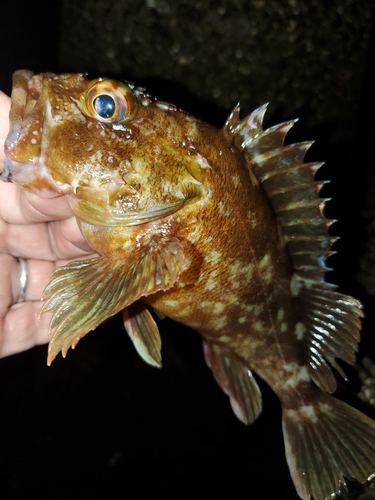 ガシラの釣果