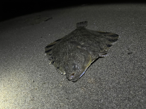 カレイの釣果