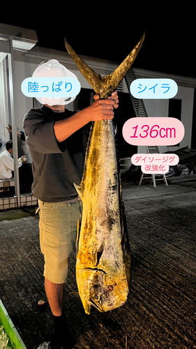 シイラの釣果