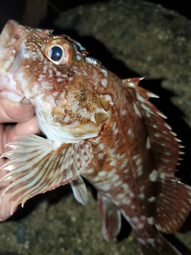 ガシラの釣果