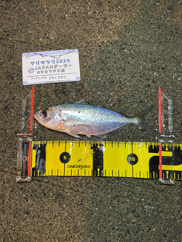 アジの釣果