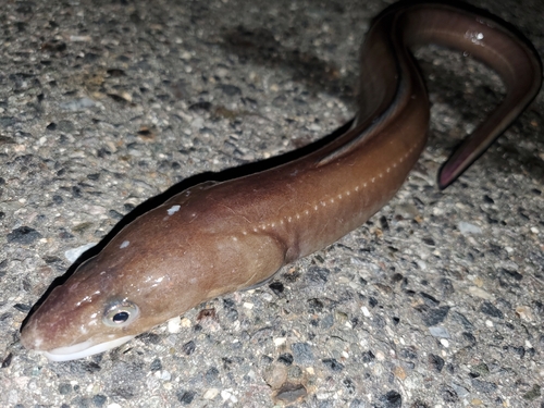 アナゴの釣果