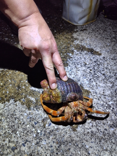 エビの釣果