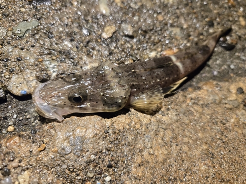 イネゴチの釣果