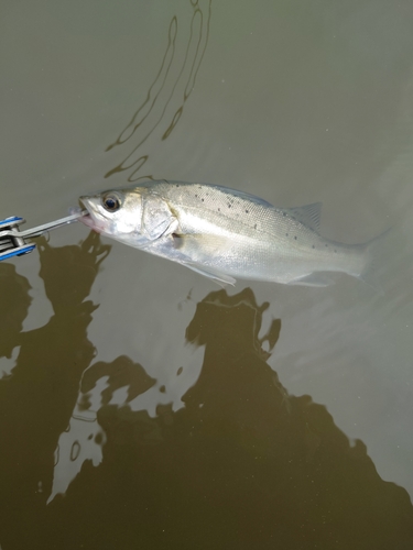 スズキの釣果