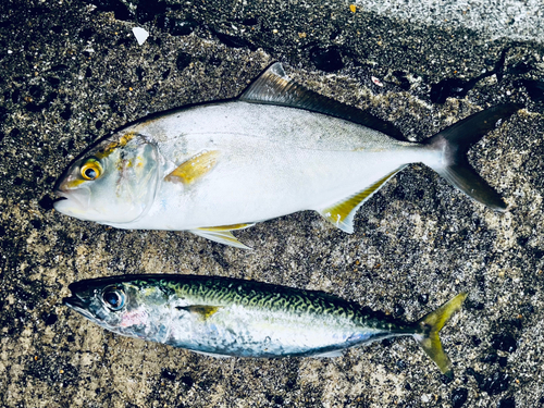 ショゴの釣果