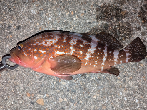 アコウの釣果