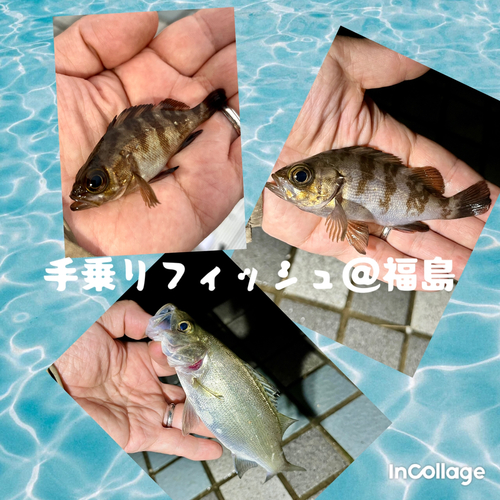 シロメバルの釣果