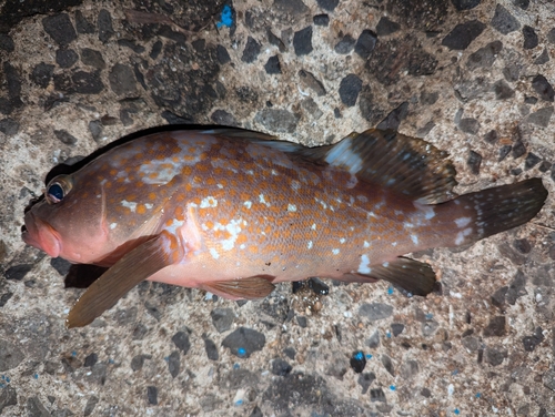 アコウの釣果